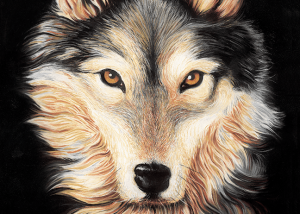 Born Free Wolf Illustration by our Paul Dolan